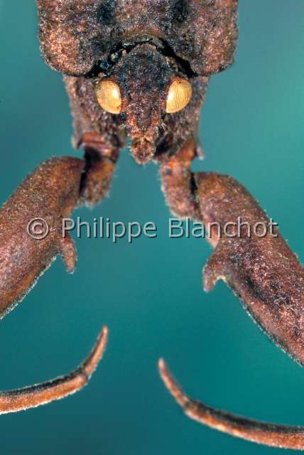 Laccotrephes japonensis.JPG - Laccotrephes japonensis (Portrait), Nèpe, Water scorpion, Hemiptera, Nepidae, Japon